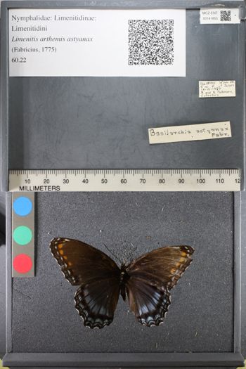 Media type: image;   Entomology 141855